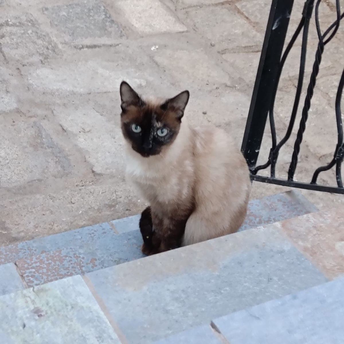 Foto principal de Sofi